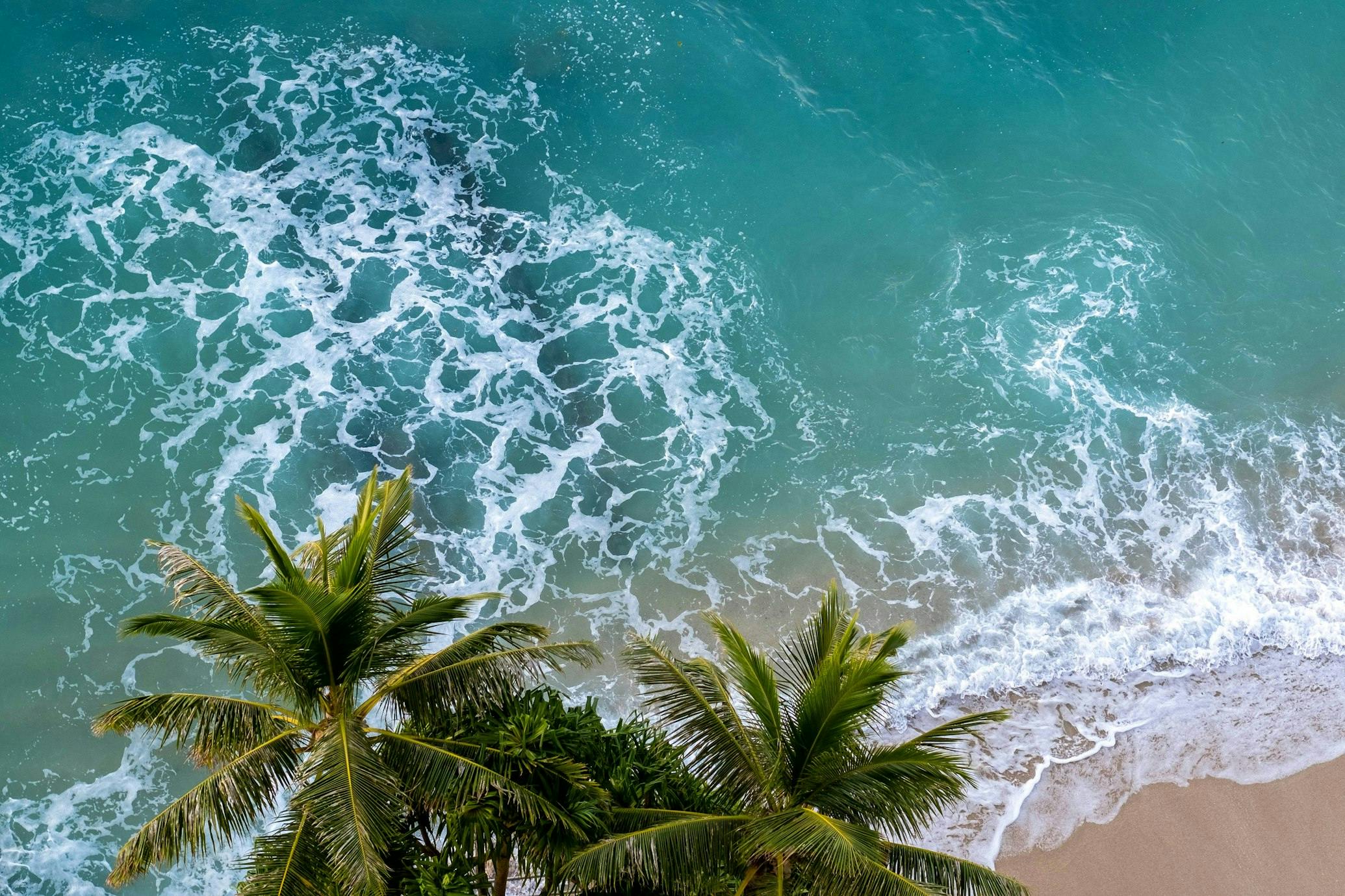 aerial shot of palm tree over ocean